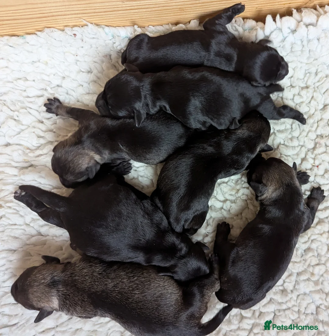 Miniature Schnauzer dogs for sale: KC reg'd,Health Tested Miniature Pups 5* Breeder - Advert 7