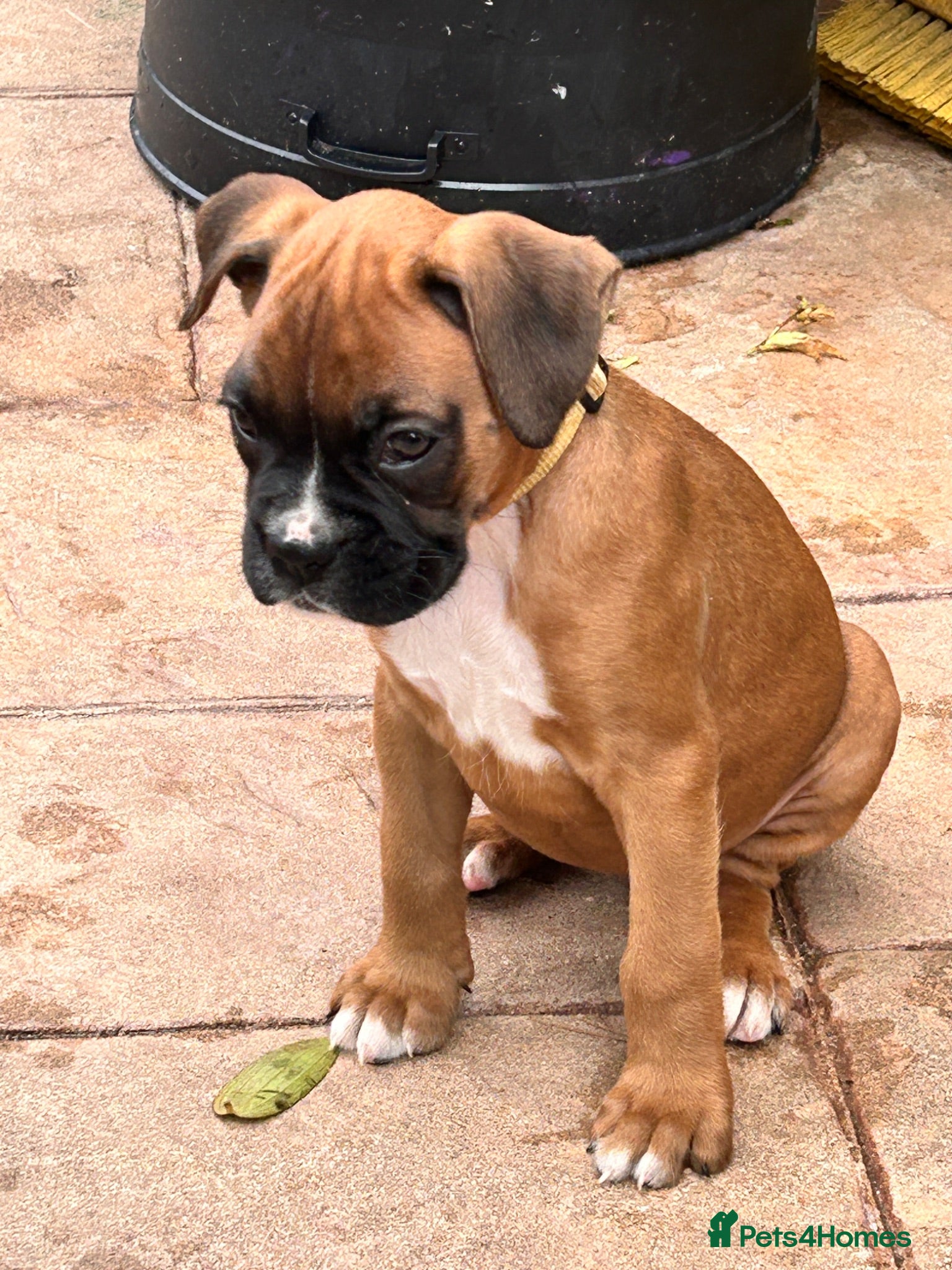 Boxer dogs READY NOW- Stunning boxer puppies - Advert 1