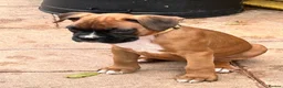 Boxer dogs for sale: READY NOW- Stunning boxer puppies - Advert 3
