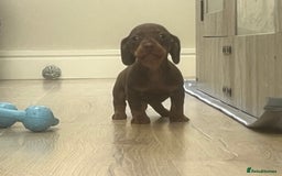 Miniature Dachshund dogs for sale: Last boy KC REG PRA CLEAR - Image 9