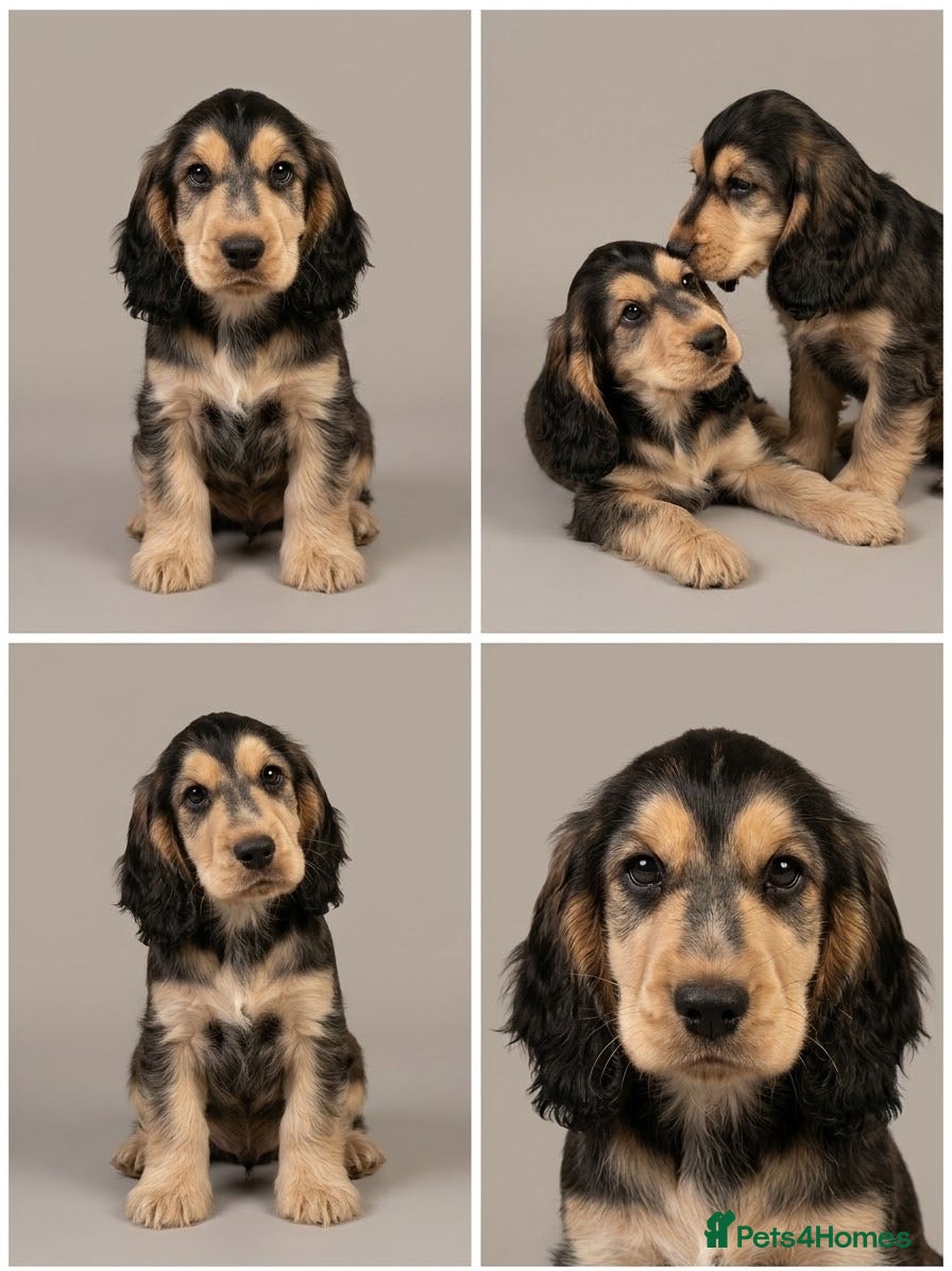 Cocker Spaniel dogs  Ready now Kc reg show cockers  - Advert 1