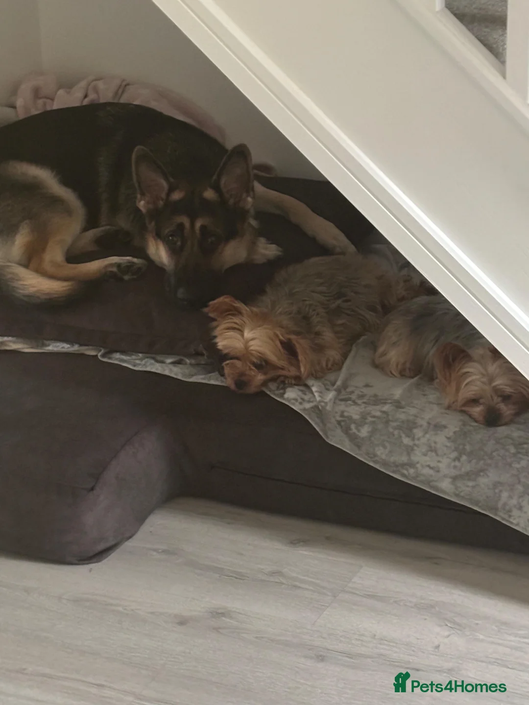 German Shepherd dogs for sale: Female 1 year old GSD - Advert 5