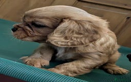 Cavalier King Charles Spaniel dogs for sale: Stunning Deep Ruby Cavalier king Charles puppies  - Image 34