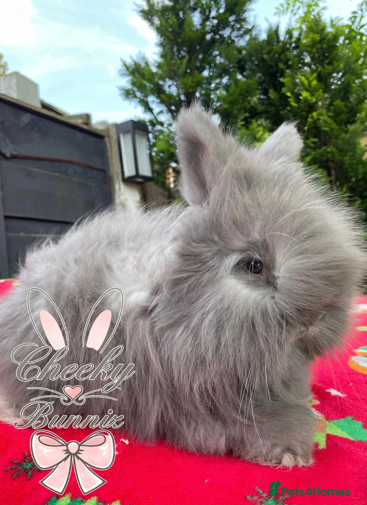 Angora rabbits Beautiful Full Faced English Angoras - Advert 5