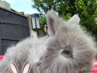 Angora rabbits Beautiful Full Faced English Angoras - Advert 1