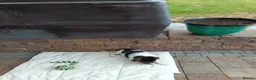 Jack Russell dogs for sale: Jack Russell  in Strabane - Advert 4