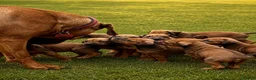Rhodesian Ridgeback dogs for sale: KC RHODESIAN RIDGEBACK PUPPIES FOR SALE  in Carlisle - Advert 14