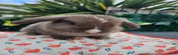Mini Lop rabbits for sale: Chocolate vm mini lop - Advert 4