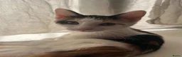 Mixed Breed cats for sale: 2 sister kittens available for forever homes - Advert 6