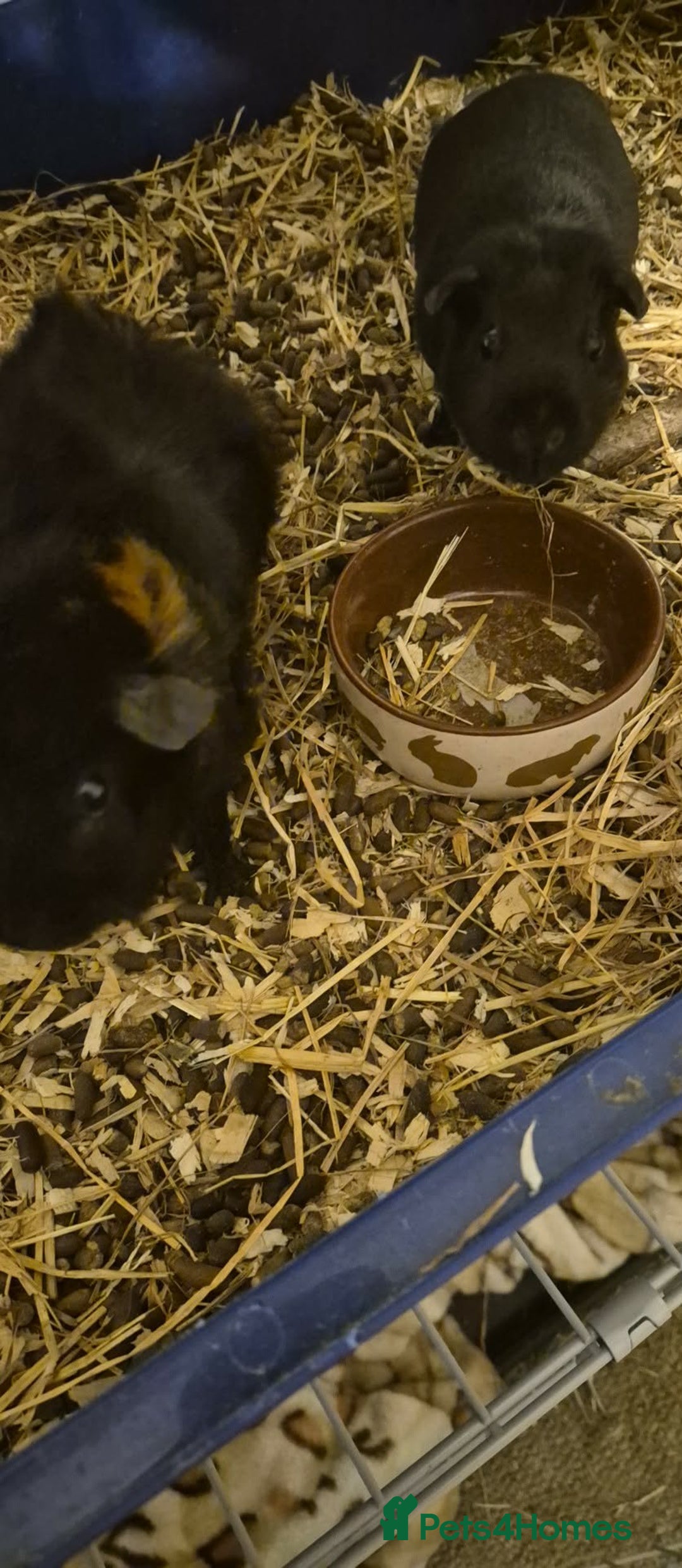 Guinea Pig rodents for sale: 2x guniea pigs for sale  - Advert 2