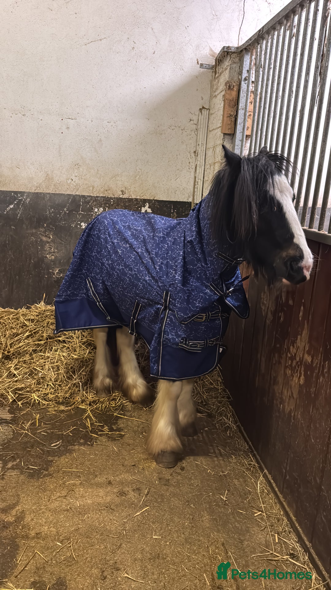 Irish Cob horses for sale: Piggy  - Advert 7
