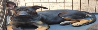 Puppy 12