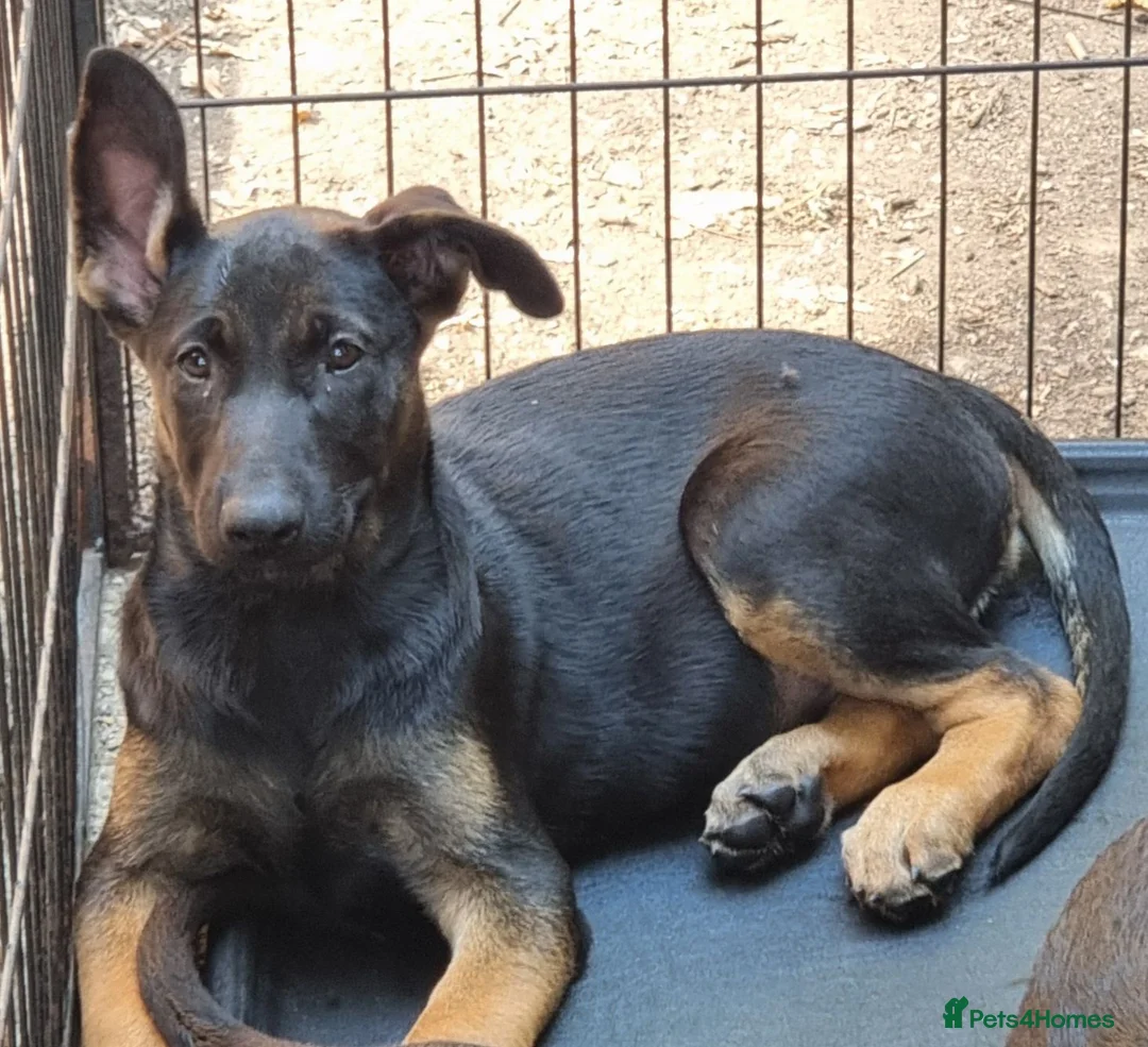 Belgian Shepherd Dog dogs for sale: Belgian malinois puppies KNVP working lines - Advert 2