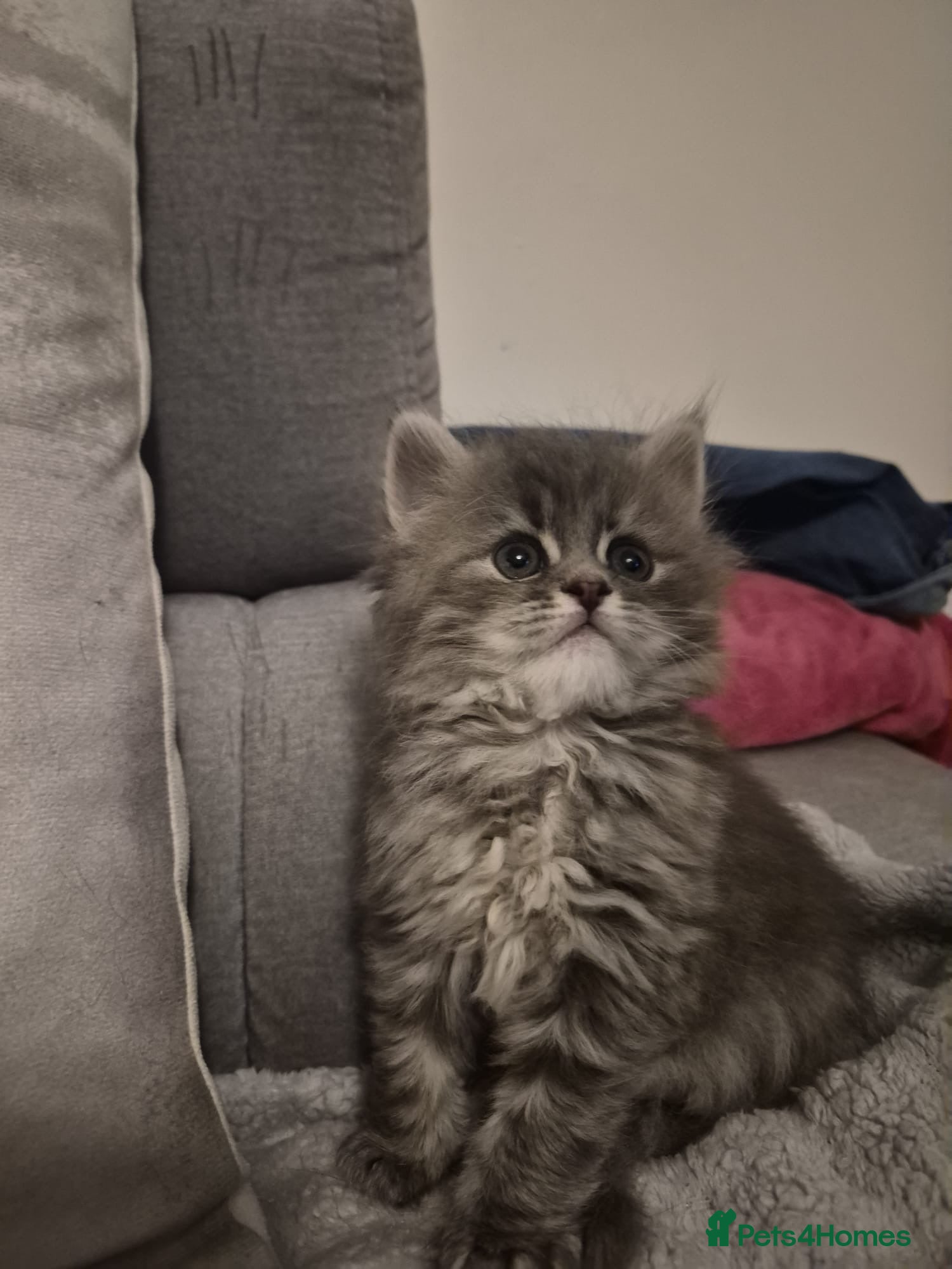 Siberian cats 5 beautiful Siberian kittens - Advert 1