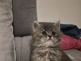 Siberian cats 5 beautiful Siberian kittens - Advert 1