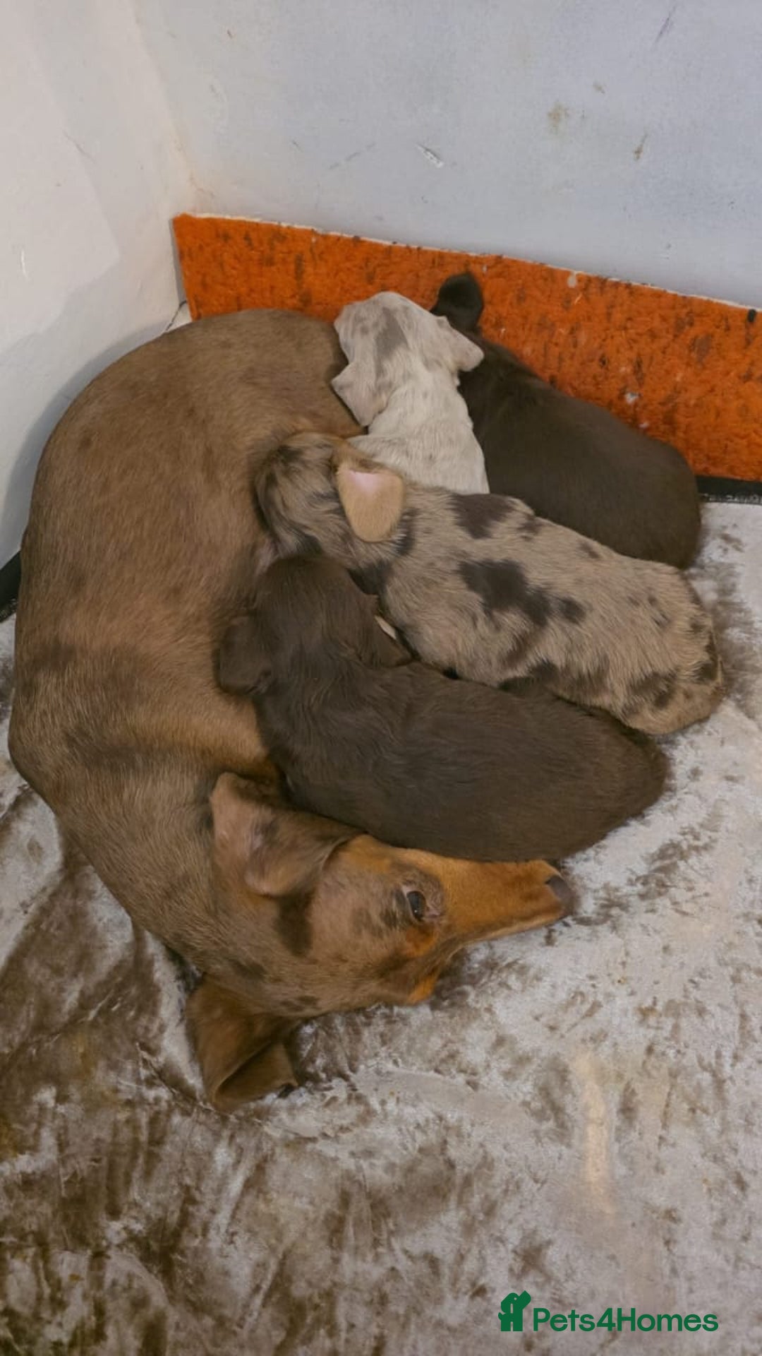 Miniature Dachshund dogs for sale: Meet Your New Friend Miniature Dachshund Pups! - Advert 1