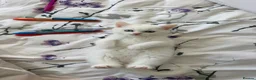British Shorthair cats for sale: British short hair  - Advert 7