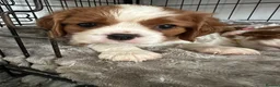 Cavalier King Charles Spaniel dogs for sale: Fully Health Tested Blenheim CKCS Puppies - Advert 22