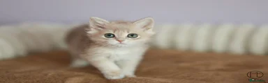British Longhair Girl 1