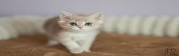 British Shorthair cats for sale: TICA Blue Golden BSH/BLH kittens looking for homes - Advert 3