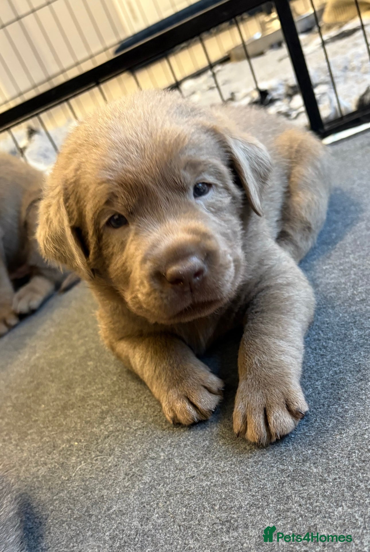 Labrador Retriever dogs KC REG top quality chunky silver Labrador puppies  - Advert 6