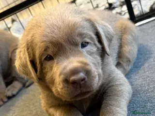 Labrador Retriever dogs KC REG top quality chunky silver Labrador puppies - Advert 6