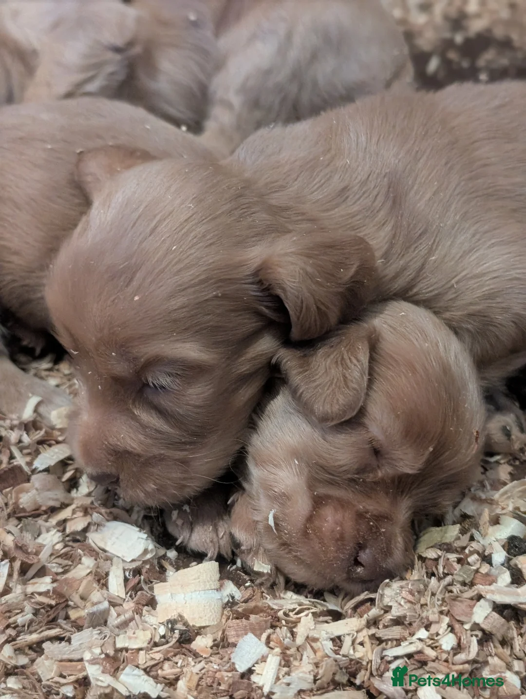 Cocker Spaniel dogs for sale: Pups from Health Tested Champion Trialling lines. - Advert 18