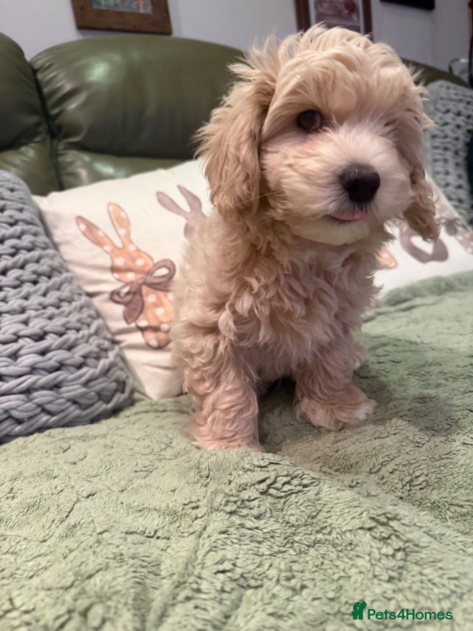 Maltipoo dogs Maltipoo Puppies for sale  - Advert 1
