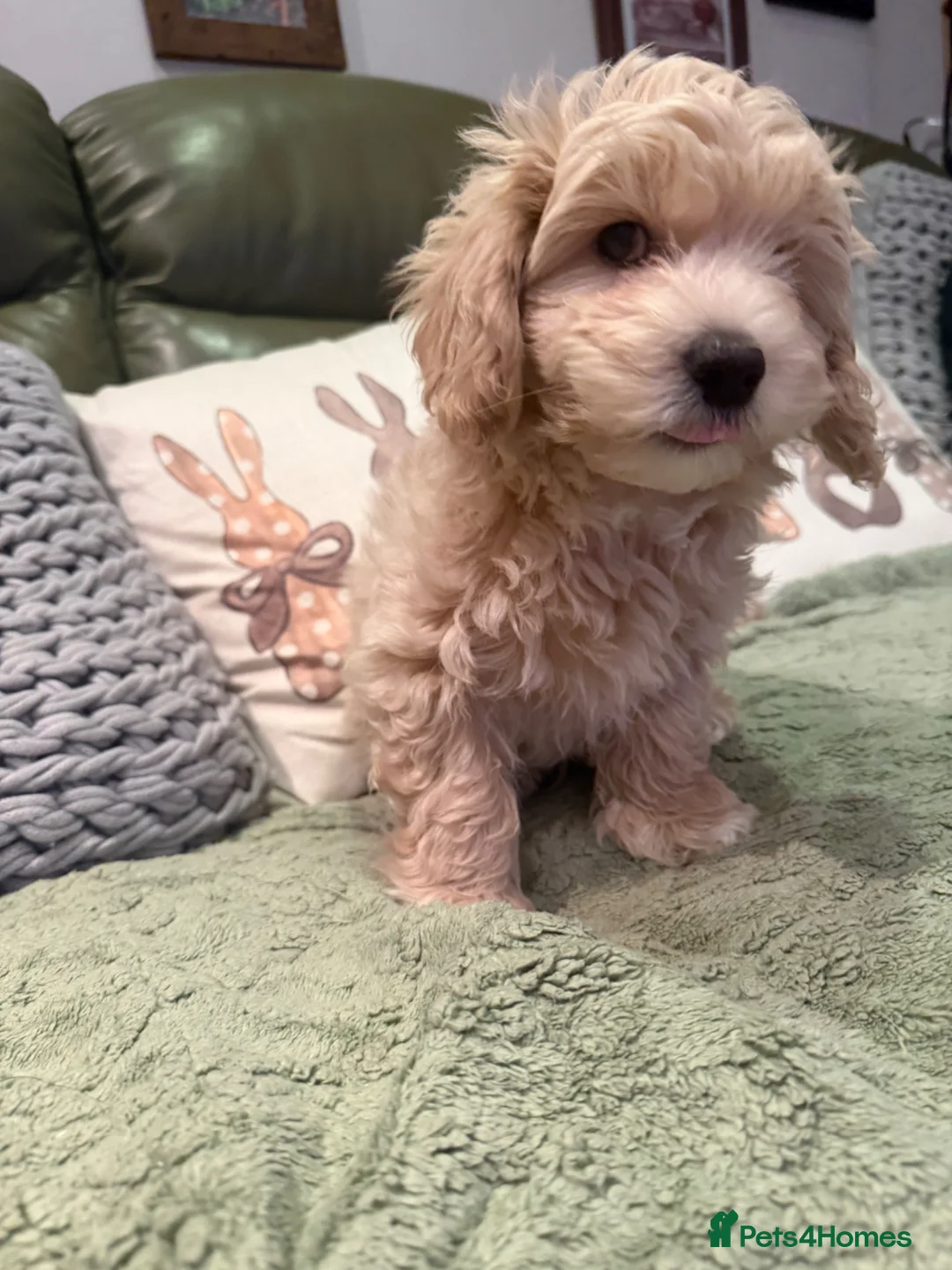 Maltipoo dogs for sale: Maltipoo Puppies for sale  - Advert 1
