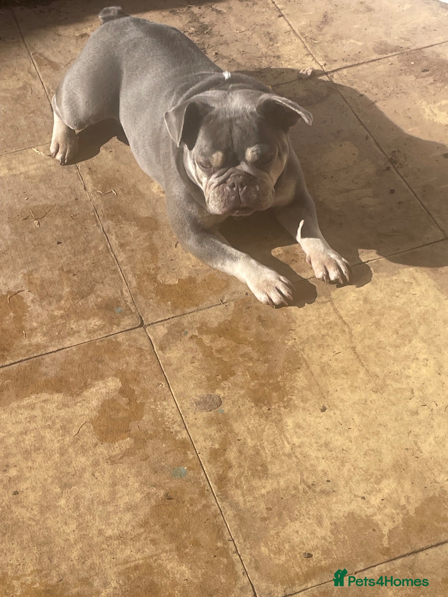 French Bulldog dogs French bulldog - Advert 1