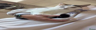 Domestic Shorthair 2