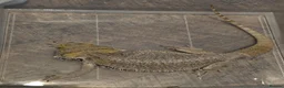 Bearded Dragon reptiles for sale: Bearded dragon  in Birmingham - Advert 11