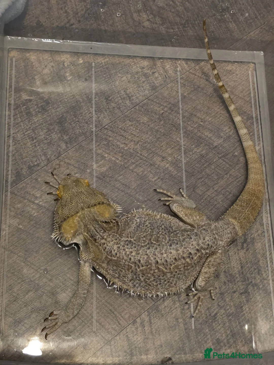 Bearded Dragon reptiles for sale: Bearded dragon  in Birmingham - Advert 11