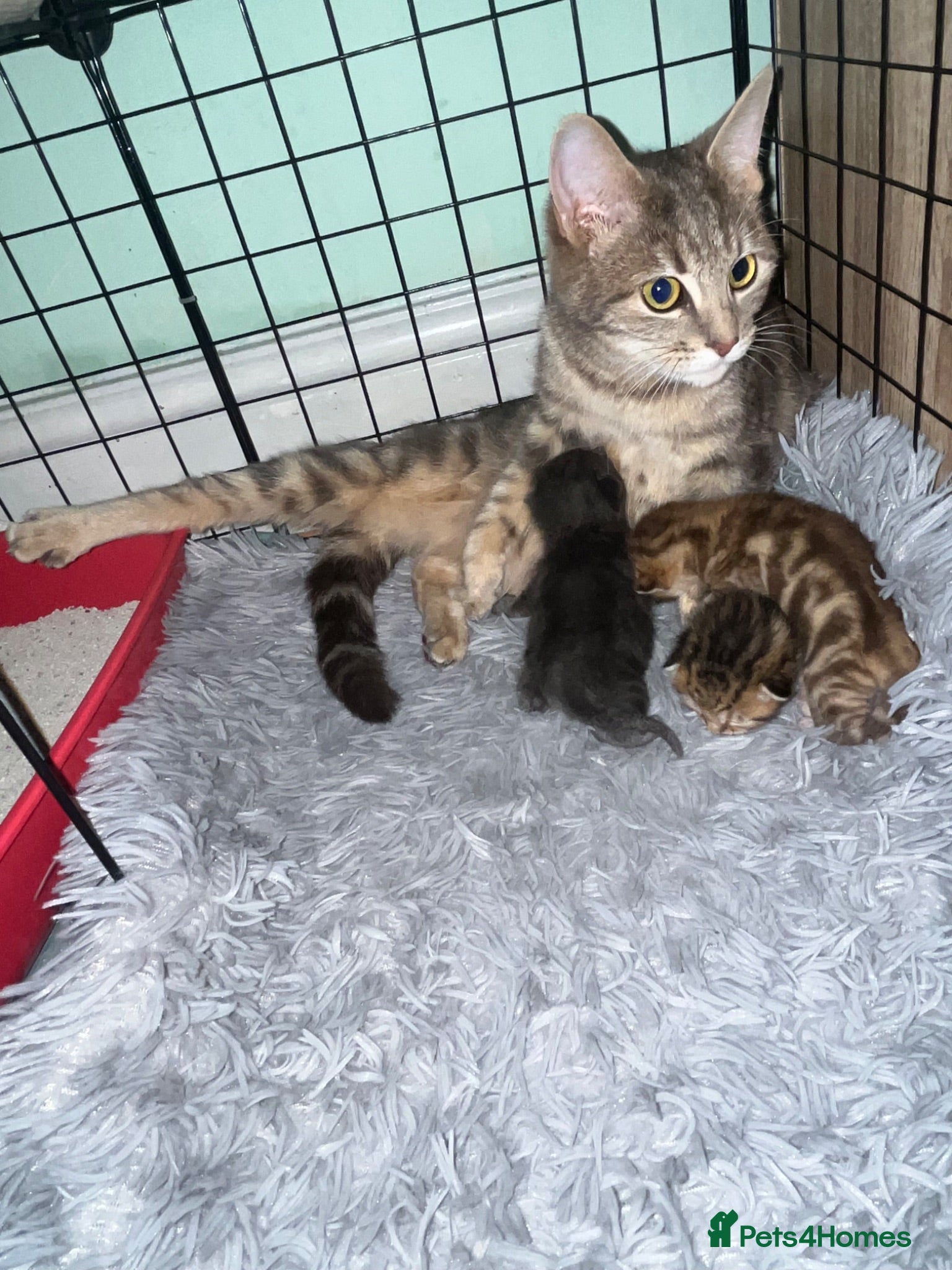 Domestic Shorthair cats Lovely tabby x kittens - Advert 1