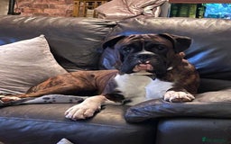 Boxer dogs for stud: Beautiful Dark Brindle Boxer|KC reg| Heart scored - Image 11