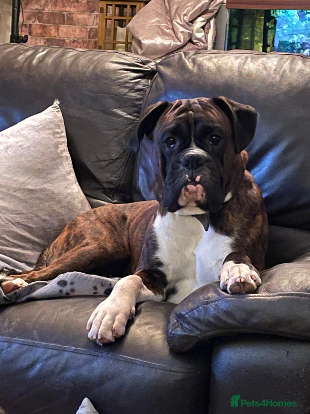 Boxer dogs for stud: Beautiful Dark Brindle Boxer|KC reg| Heart scored - Image 11