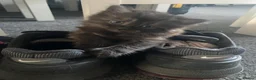 Mixed Breed cats for sale: Fluffy kittens super friendly  - Advert 5