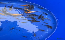 Koi Carp fish for sale: Small koi and sturgeon for sale  - Image 5