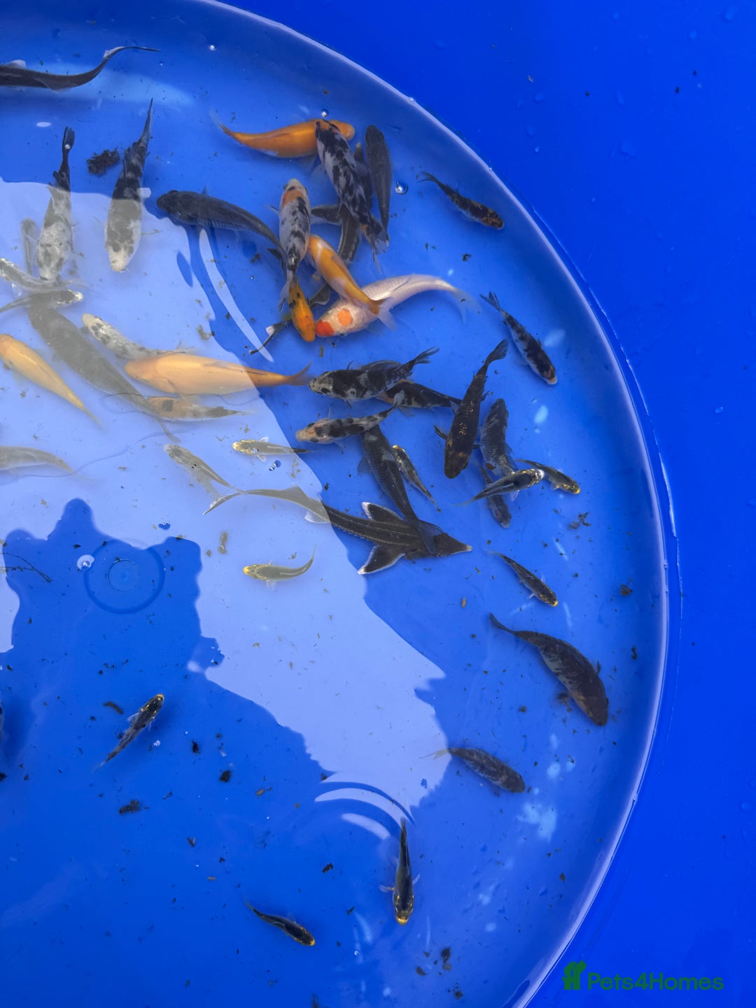 Koi Carp fish for sale: Small koi and sturgeon for sale  - Image 5