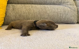 Staffordshire Bull Terrier dogs for sale: 7 BEAUTIFUL STAFFY PUPS SIRED BY CH FIGO - Image 8