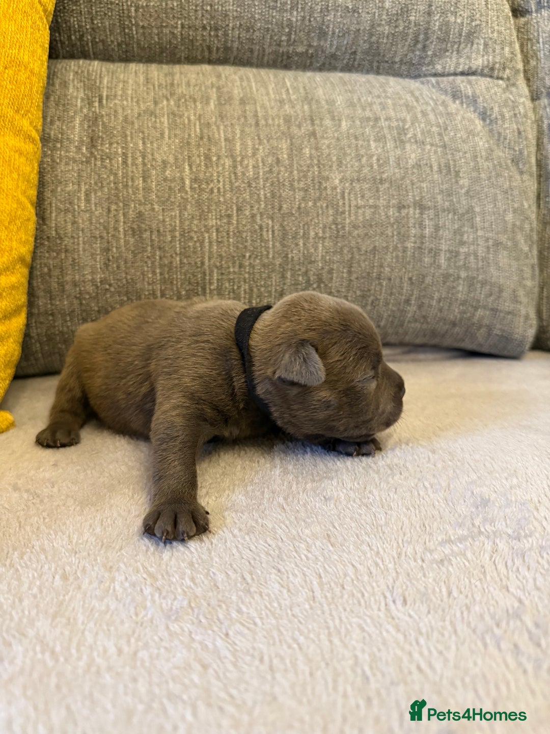 Staffordshire Bull Terrier dogs for sale: 7 BEAUTIFUL STAFFY PUPS SIRED BY CH FIGO - Image 8