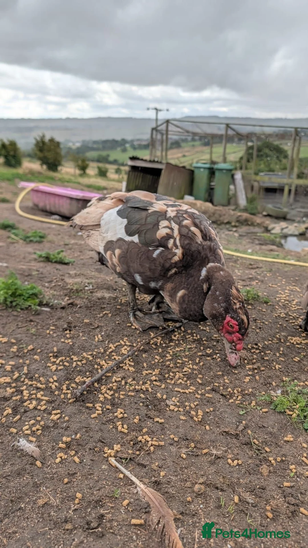 Ducks poultry for sale: 3 Muscovy Drakes - chocolate/pied markings in Bradford - Advert 9