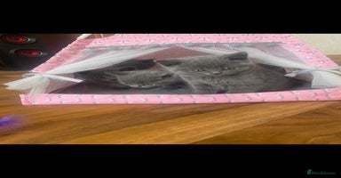 British Shorthair cats - Advert 3