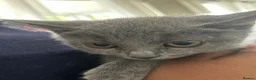 British Shorthair cats for sale: Beautiful British short hair x Russian blue  in Croydon - Advert 7