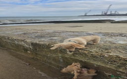 Dachshund dogs for sale: Cream boy and girl Miniature dachshund - Image 2