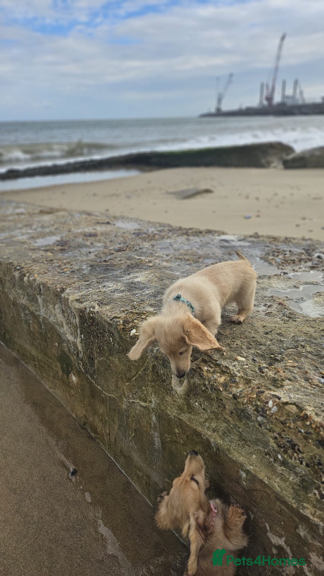 Dachshund dogs for sale: Cream boy and girl Miniature dachshund - Image 2