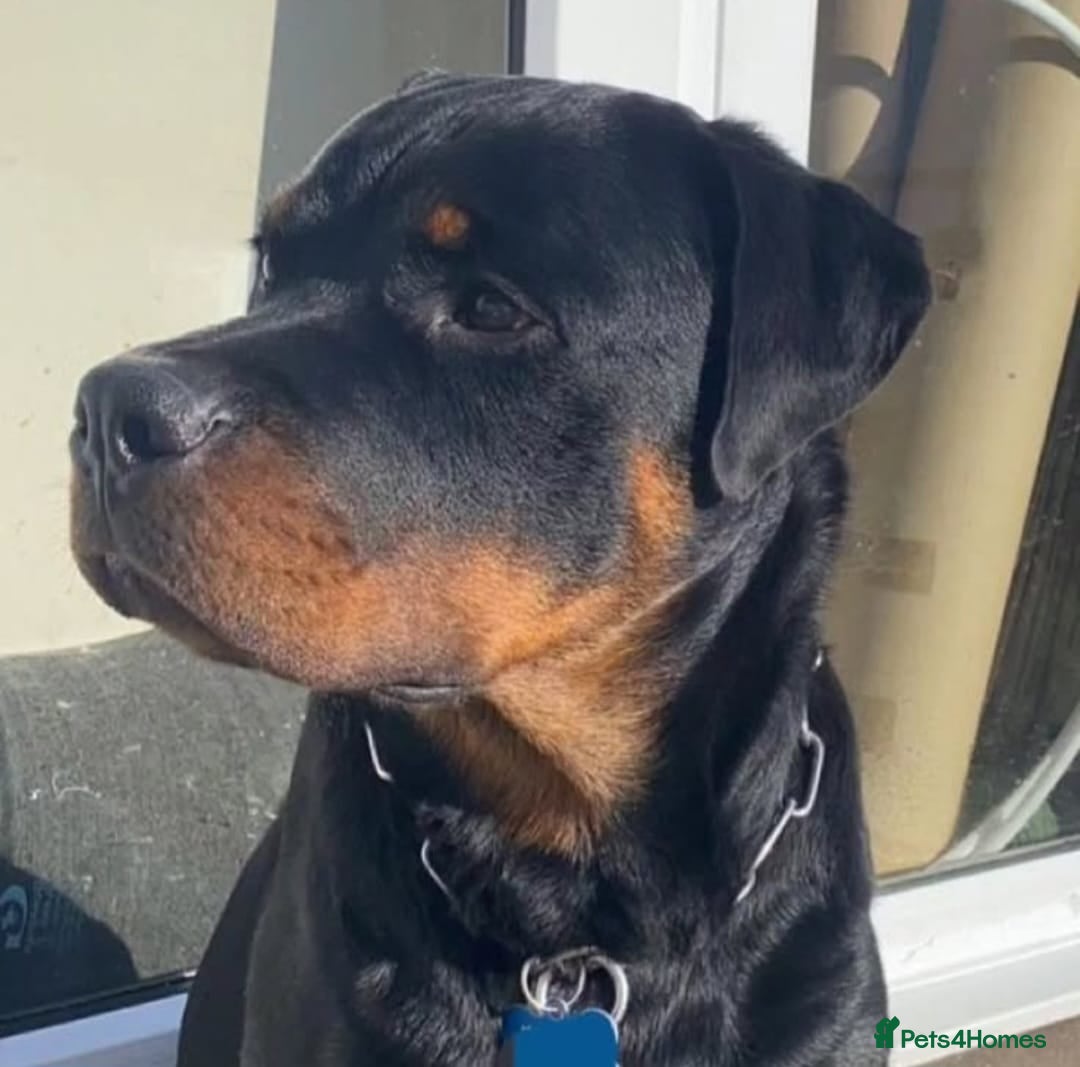 Rottweiler dogs for stud: Onex de Tierra Ibera now available for stud in Newark - Image 28