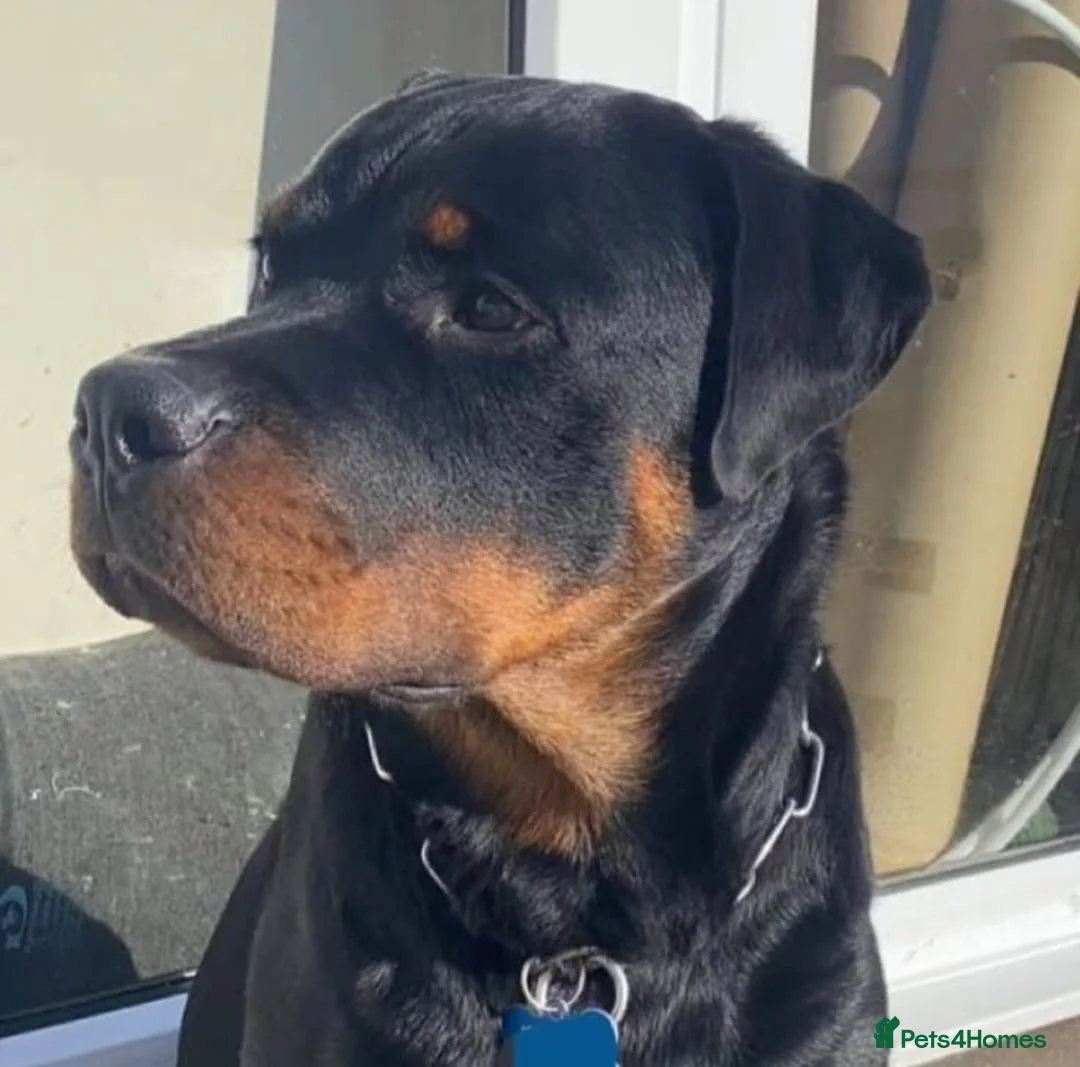 Rottweiler dogs for stud: Onex de Tierra Ibera available for stud in Newark - Advert 28