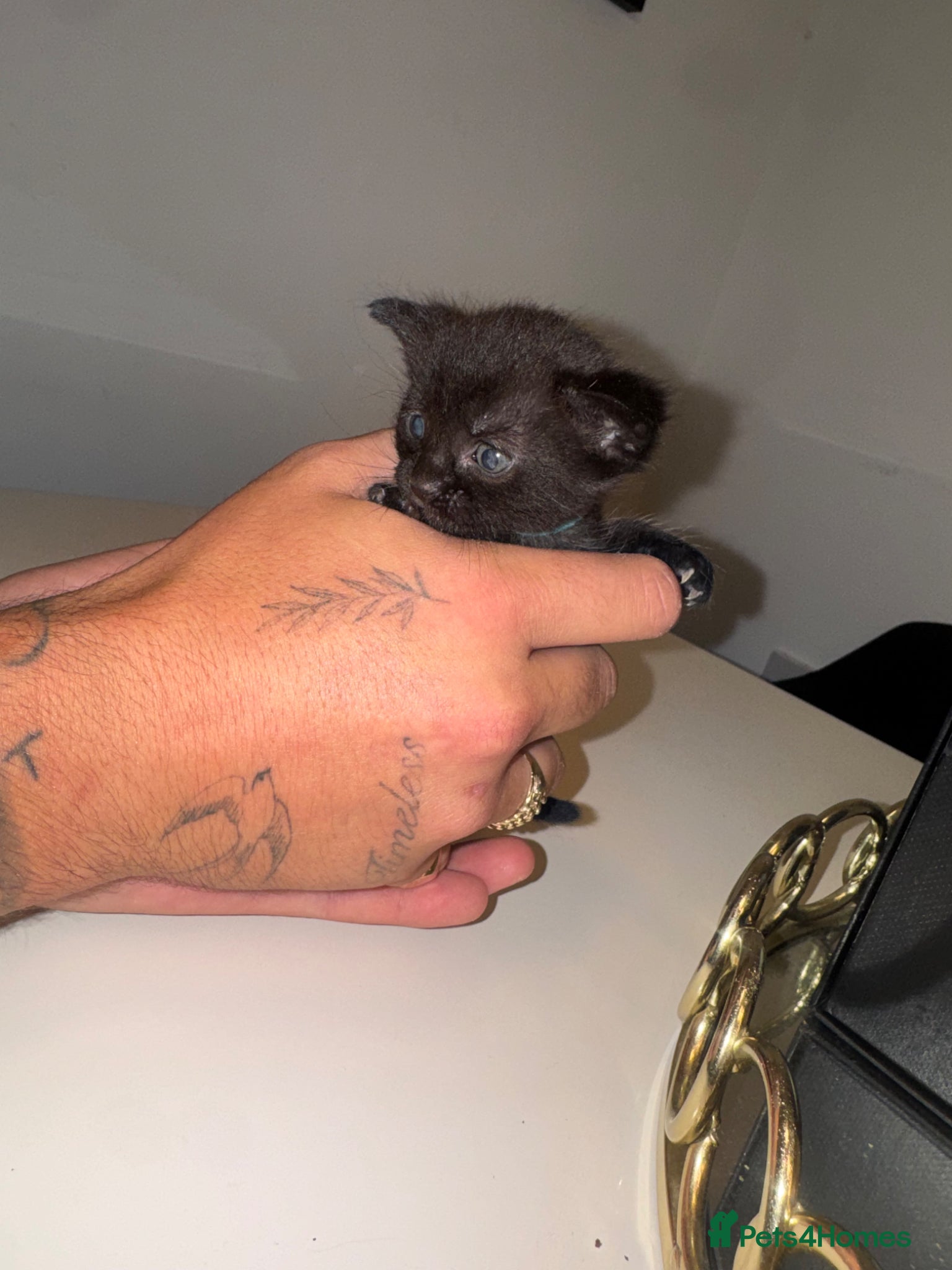 Maine Coon cats for sale: MAINE COON x BENGAL - Advert 10