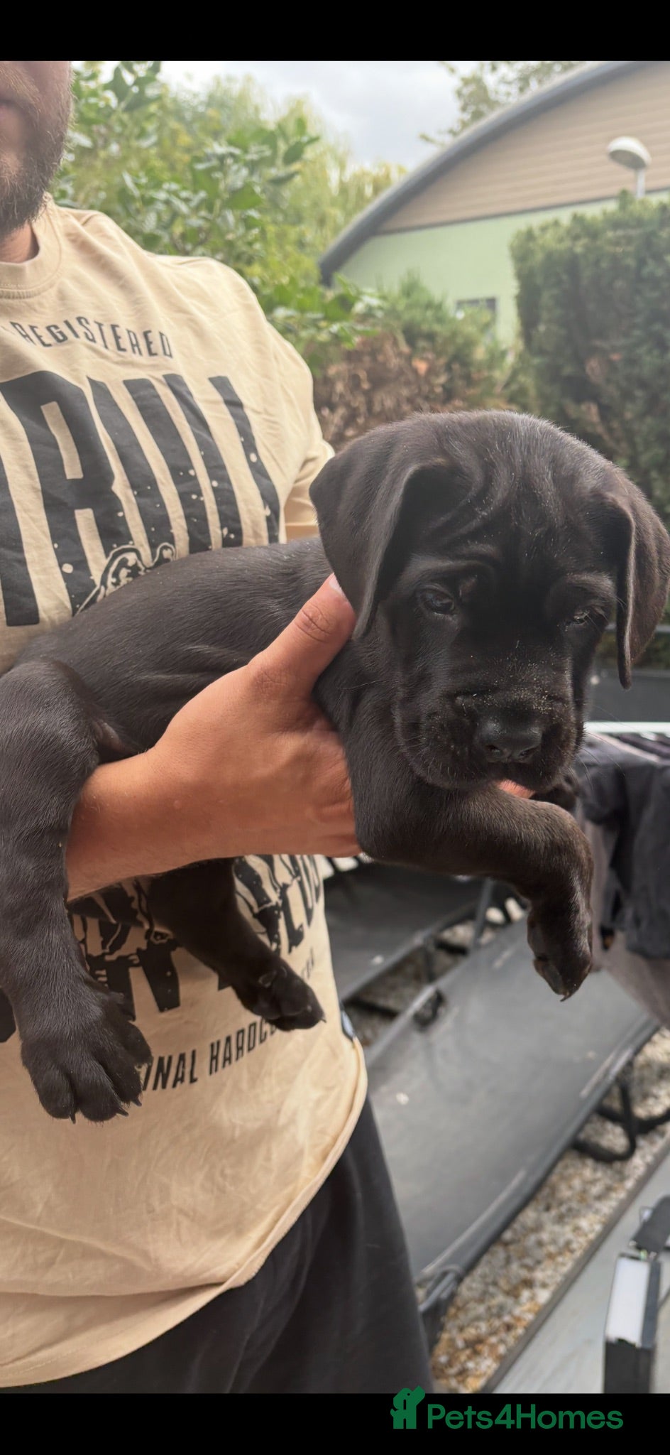 Cane Corso dogs 4 Stunning Cane Corso Big Boys!!! - Advert 2